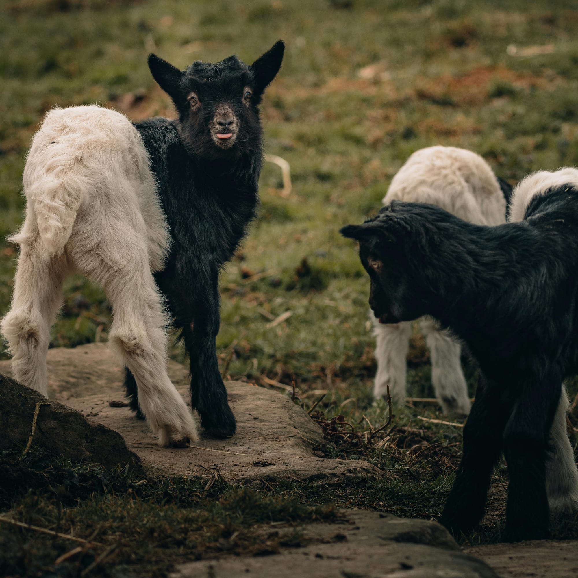 "a lamb grazing in the field" search on Pexels. Image source: Pexels