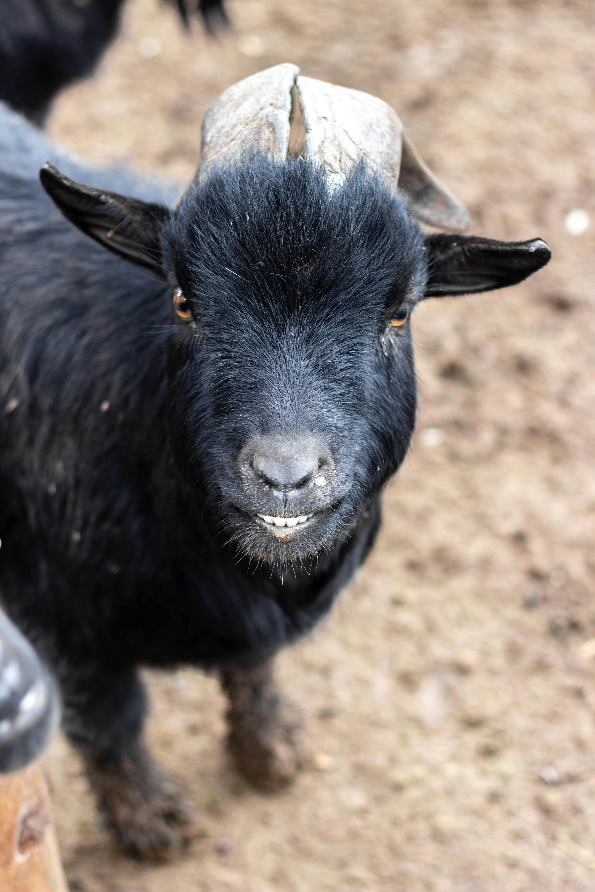 "Image of a small goat" search on Pexels. Image source: Pexels.